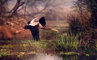Stork